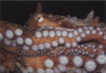 Най-загадъчните обитатели на океана: гигантски октоподи