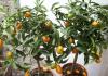 Growing Kinkan (Kumquat) Kumquat sheds green leaves