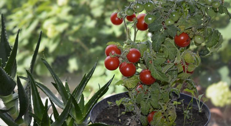When to plant homemade tomatoes
