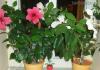 Pruning indoor hibiscus video