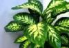 Attention hogweed!  Dangerous for life!  Poisonous hogweed: what is a dangerous plant Is a small hogweed dangerous