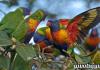 Зелен и червен благороден папагал или двуцветен папагал (eclectus roratus)