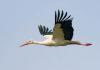 Good and bad signs about storks Why meet a stork