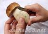 Dried mushrooms Do aspen mushrooms dry?
