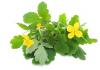 The effectiveness of douching with celandine in gynecological diseases Celandine oil application for uterine fibroids