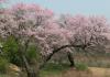 Manchurian apricot tree: photo, description, care Manchurian apricot planting and care