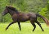 Забайкалска къдрава порода: най-очарователните коне в света
